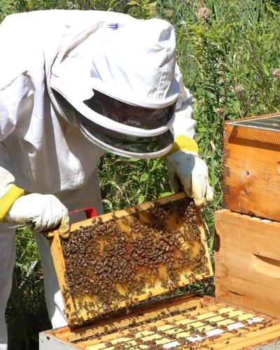 Pack deep beehive frames - deep,